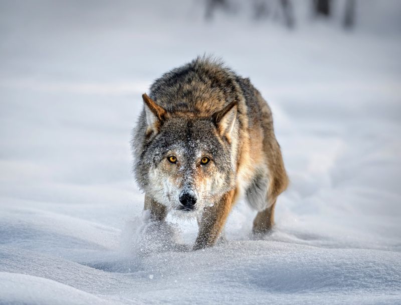 Climate Change Alters Wolf Behavior