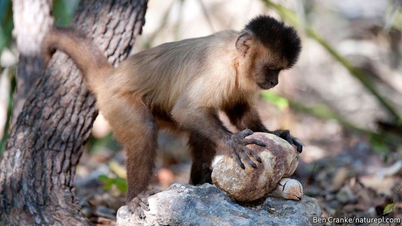 Mathematical Monkeys