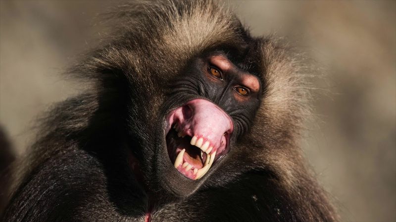 Gelada Baboon