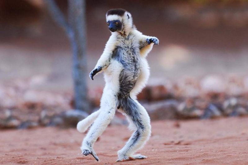 Sifaka: The Ballet Dancer Of Madagascar