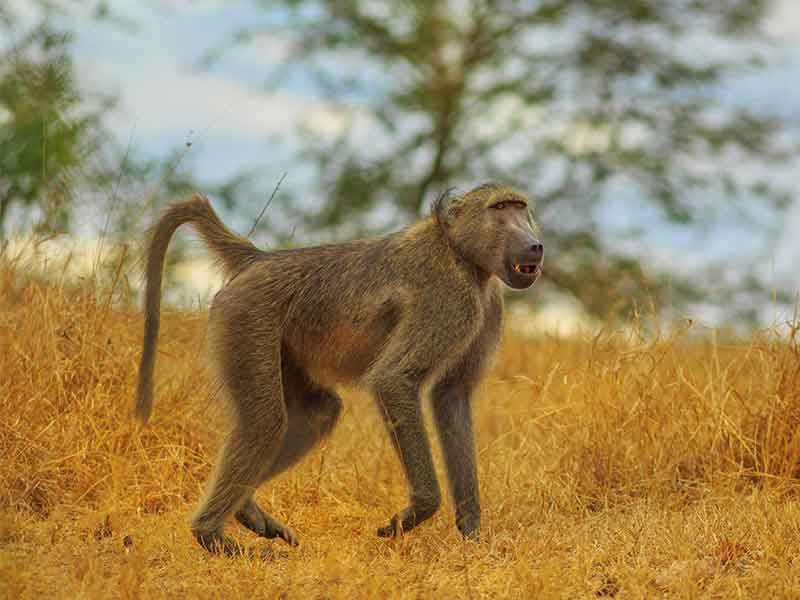 Baboon