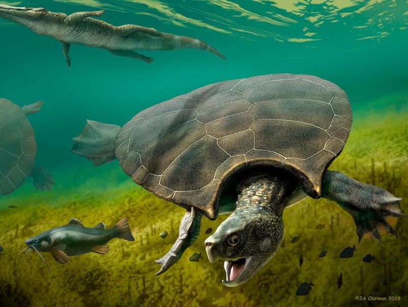 Stupendemys - The Volkswagen-Sized Lake Dweller