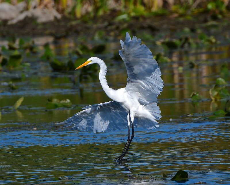 Stick-Probing Masters: Great Egrets