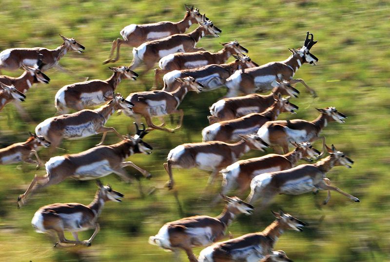 Why Pronghorns Are Faster Than Cheetahs