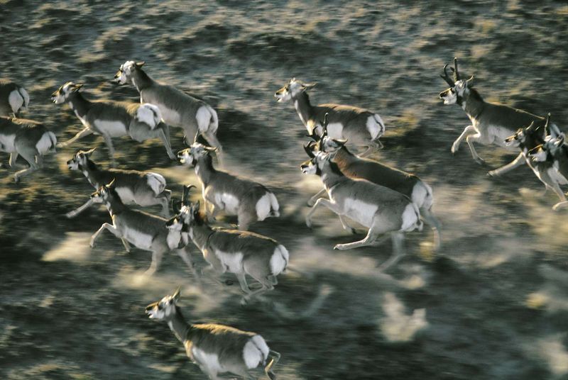The Pronghorn's Remarkable Endurance
