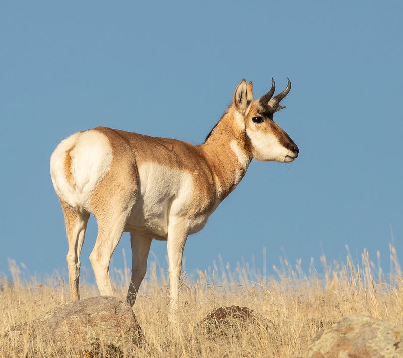 How Pronghorns Protect Themselves From Predators