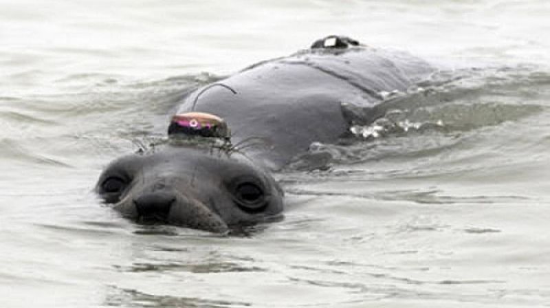 Monarch Elephant Seals: Deep-Sea Wanderers