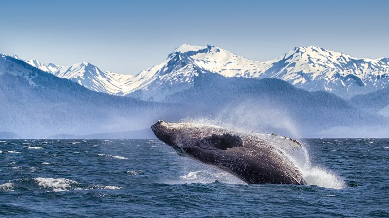 Humpback Whales At Glacier Bay