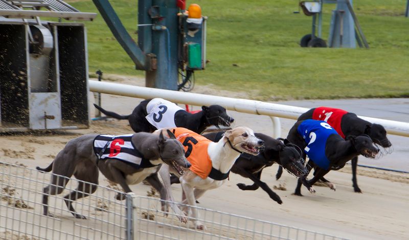 Greyhound
