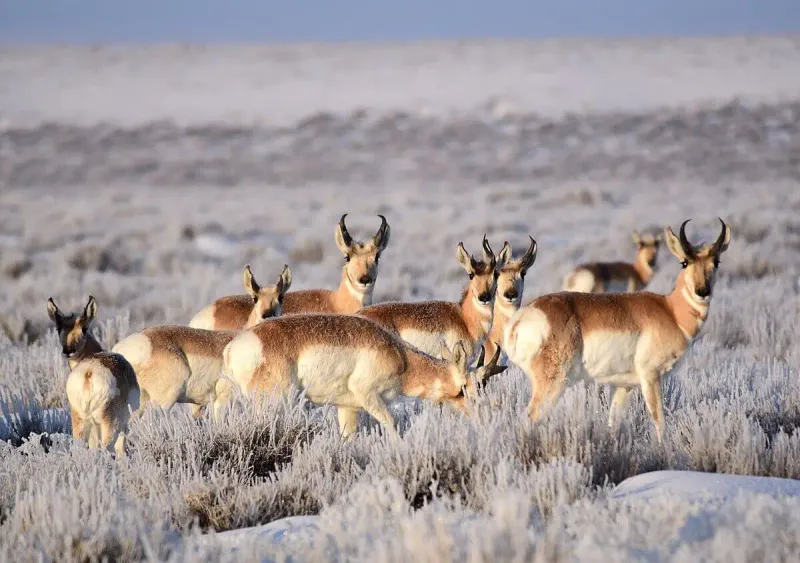 The Pronghorn's Migration Patterns