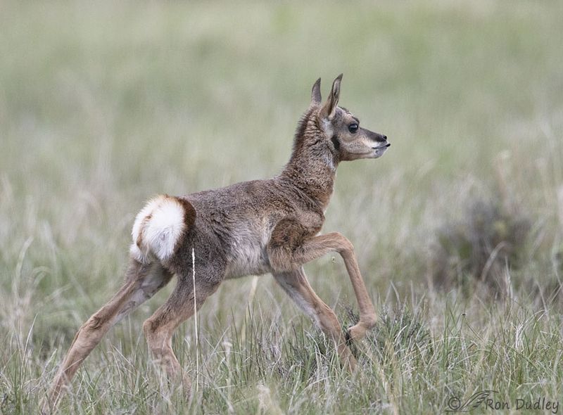 Pronghorn Calves: A Delicate Start