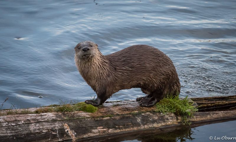 River Otters Playing In Waterways