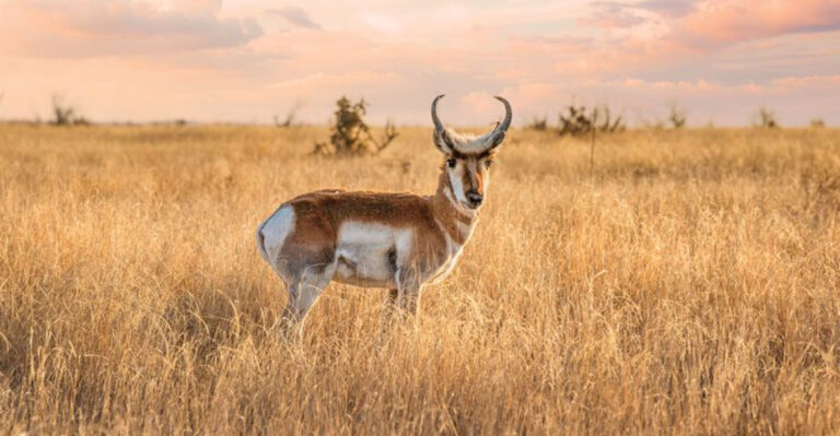 Pronghorn: The American Speedster Built To Outrun Cheetahs
