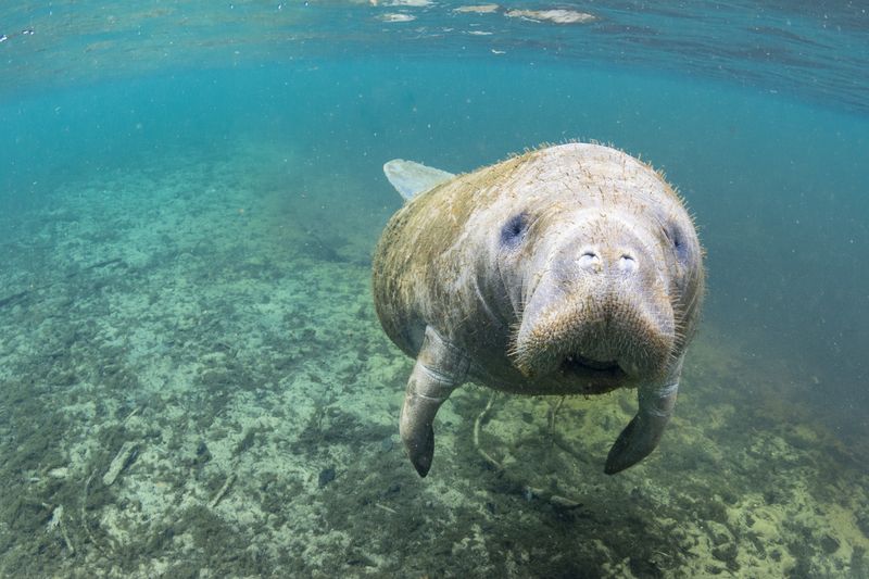 Manatee – Florida's Gentle Sea Cow