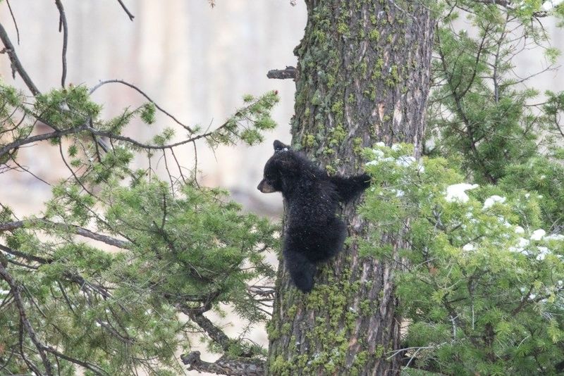 Black Bears