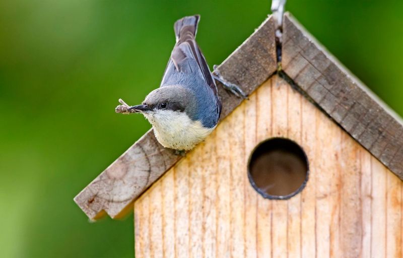 Match The House To The Bird