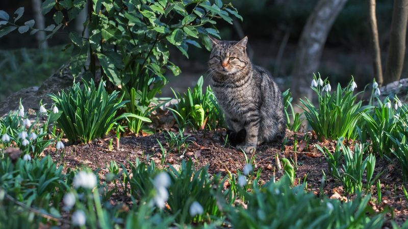 Create A Wildlife-Safe Garden