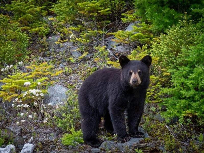 Bear Watching In The Smokies: A Guide For Visitors