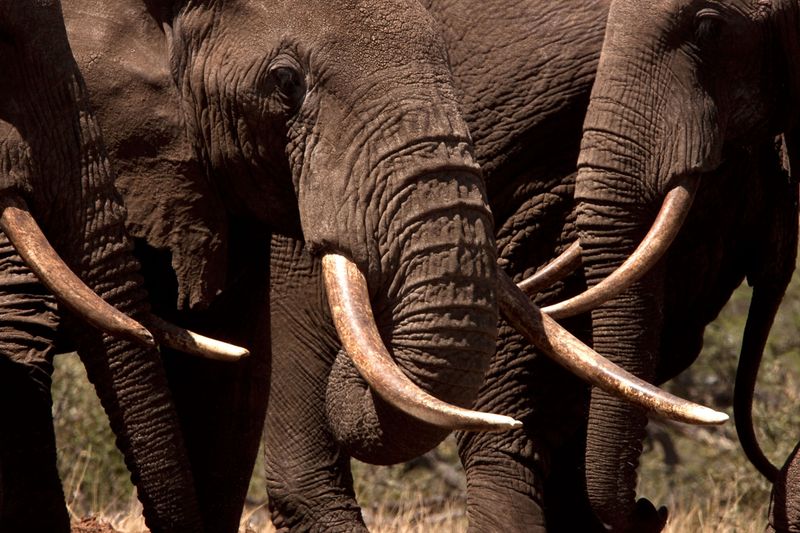 Emotional Responses To Bones And Ivory