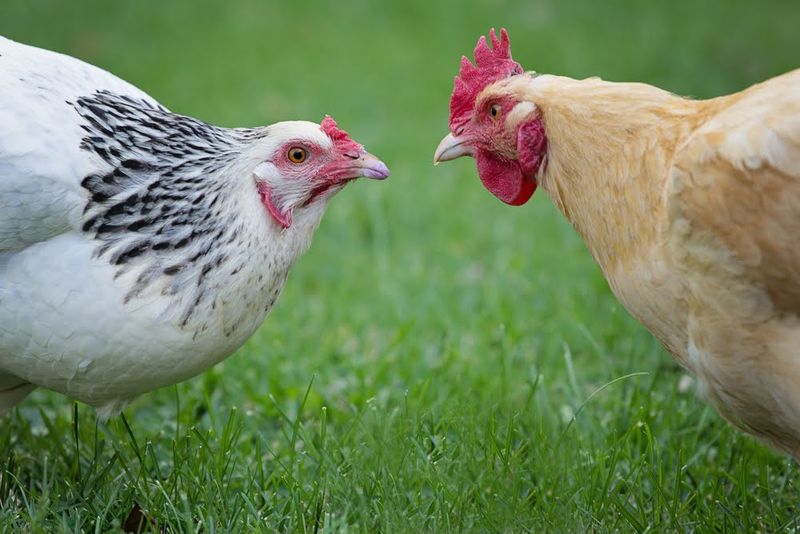 Food Finding: Foraging Differences