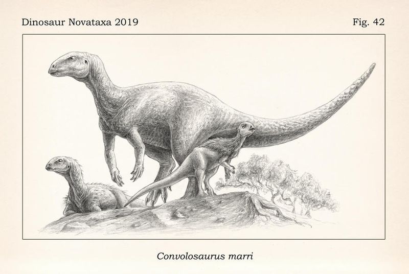Convolosaurus