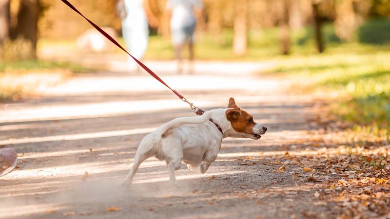 Take A Walk
