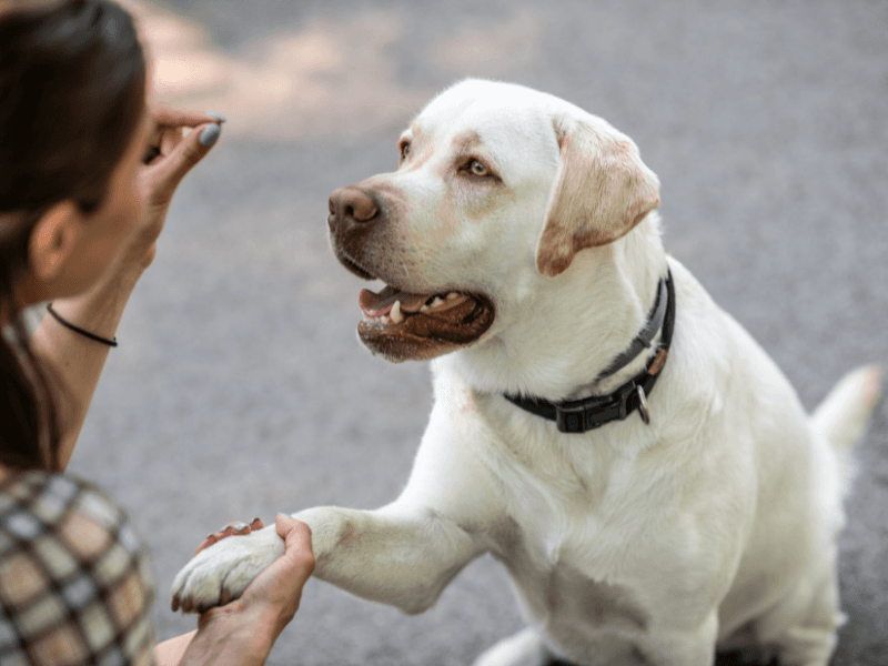 Consider Professional Training