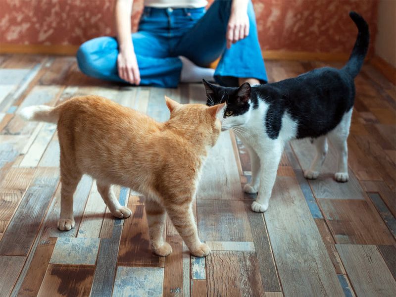Socialize With Humans And Other Animals