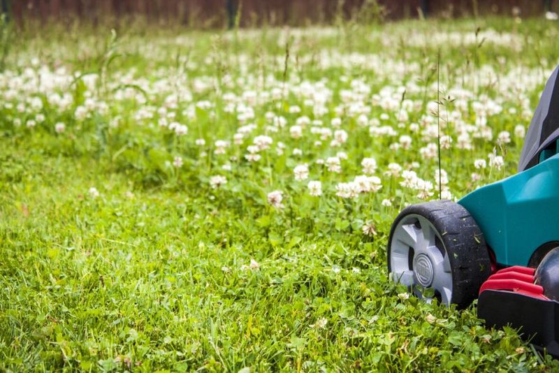 Mow Less Often