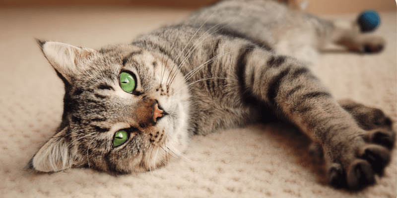 Work With A Feline Behaviorist
