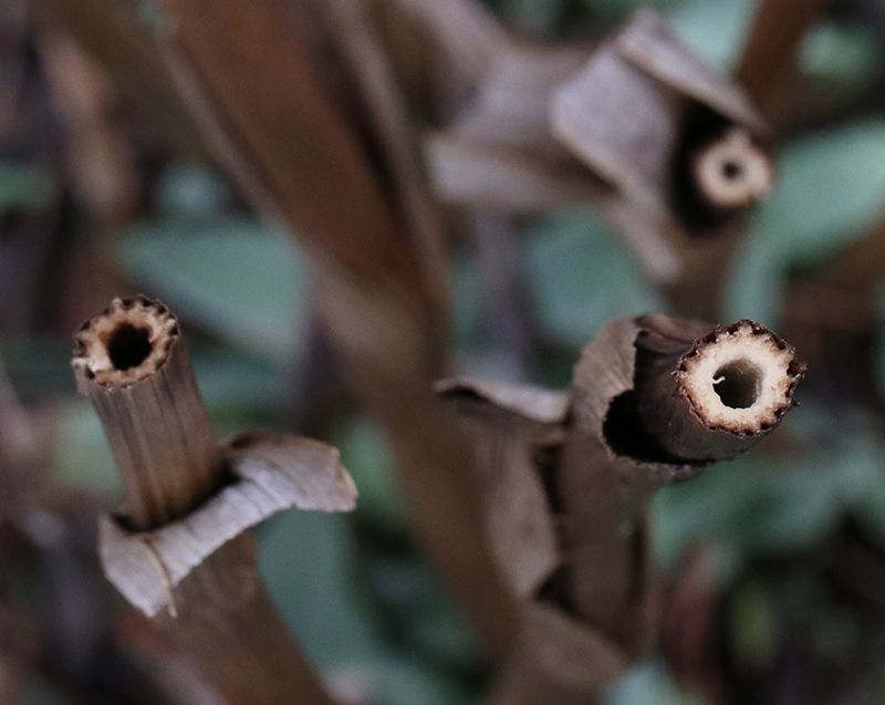 Leave Hollow Plant Stems