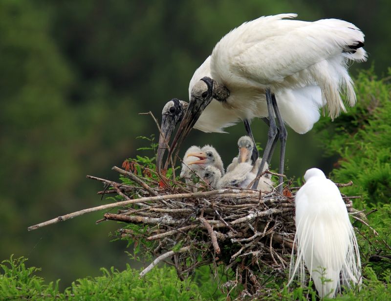Harris Neck National Wildlife Refuge