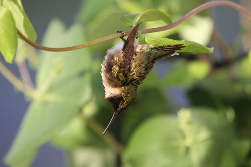 Why You Should Check Before Assuming The Hummingbird Passed Away?