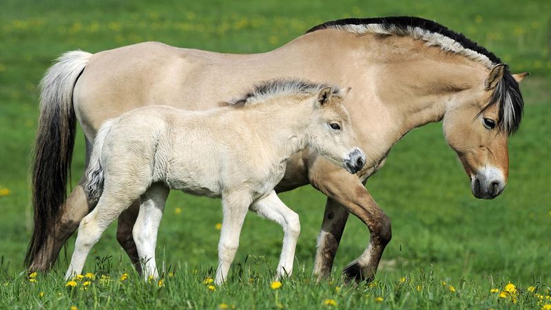 Fjord Horse