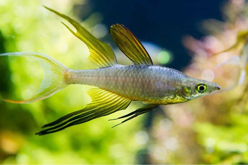 Threadfin Rainbow