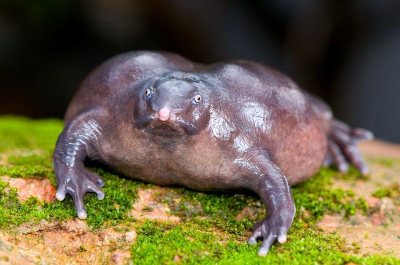 Purple Frogs That Look Like Grumpy Potatoes
