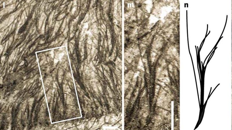 The Role Of Fur In Pterosaur Thermoregulation