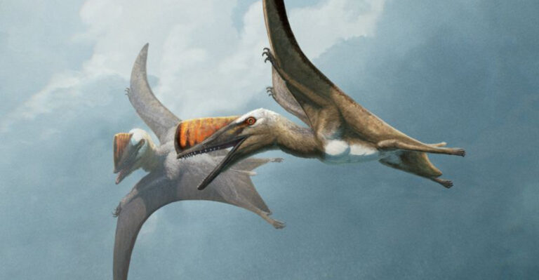 Pterosaurs Had Fur, Not Feathers – Here’s What That Meant For Their Evolution