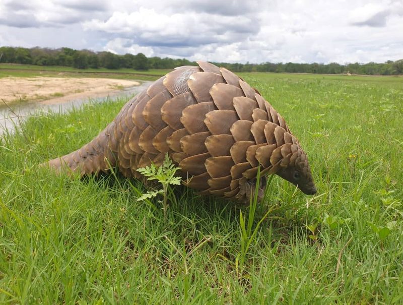 Conservation Efforts For The Electric Pangolin