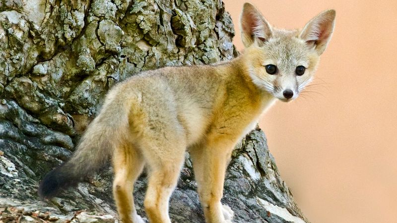 Community Involvement In Conservation