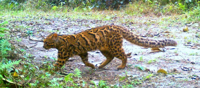 Future Monitoring Plans Take Shape