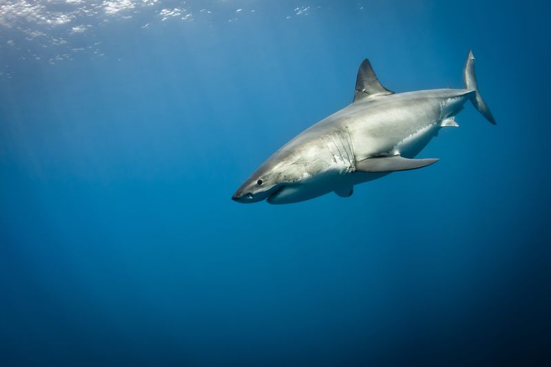 Ethical Concerns - Conservation Over Captivity
