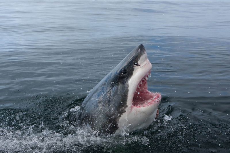More Sightings Along The East Coast
