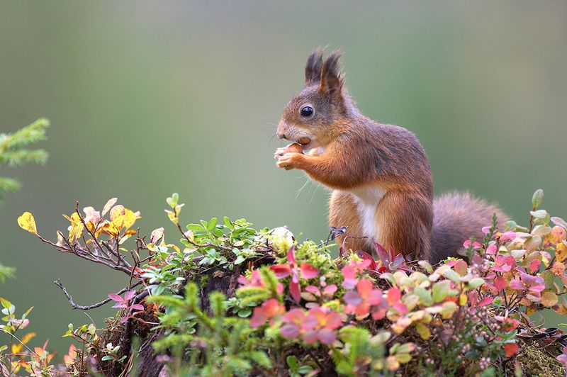 Citizen Science Projects Helping Out