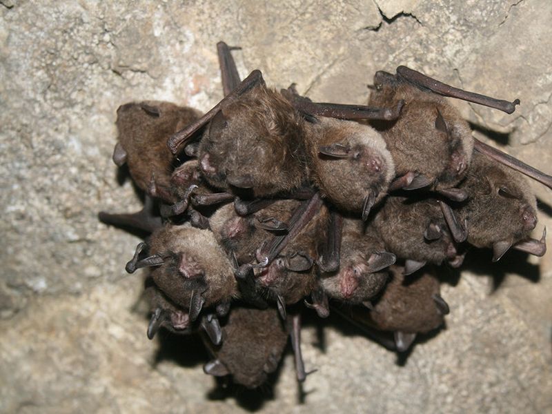 Frosty Flappers: Little Brown Bats