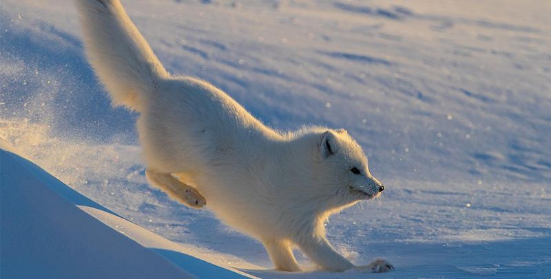 Arctic Fox