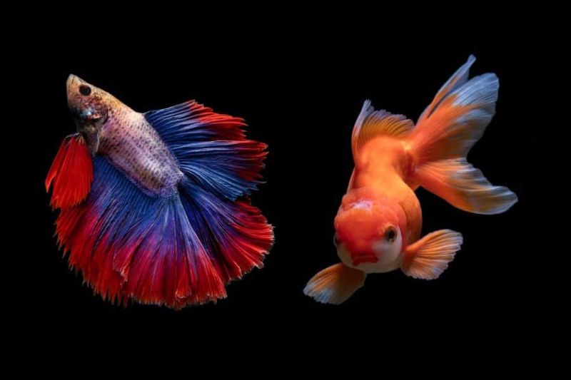 Goldfish And Betta Fish
