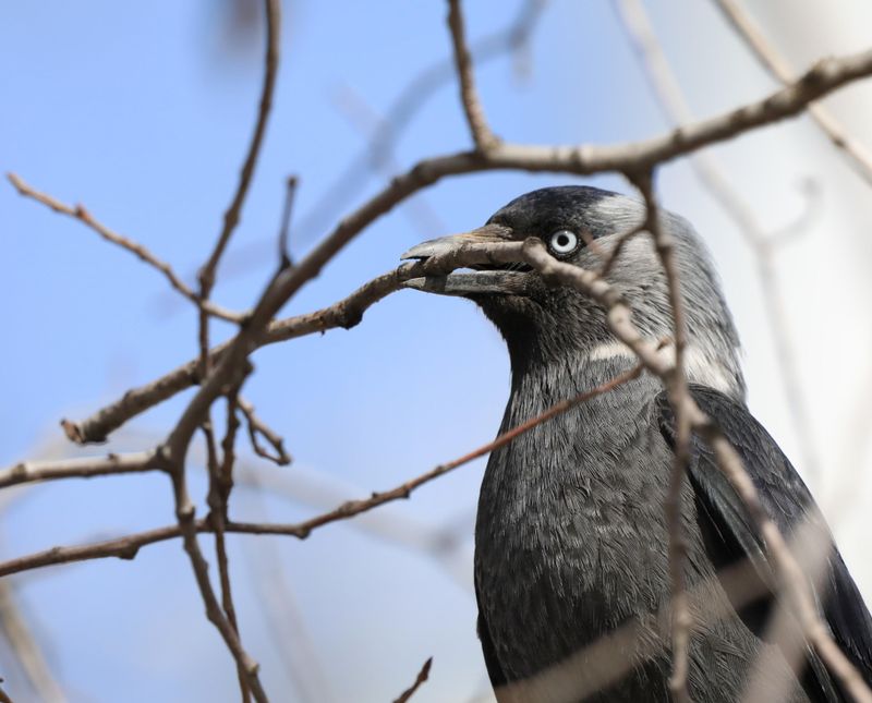 Jackdaw