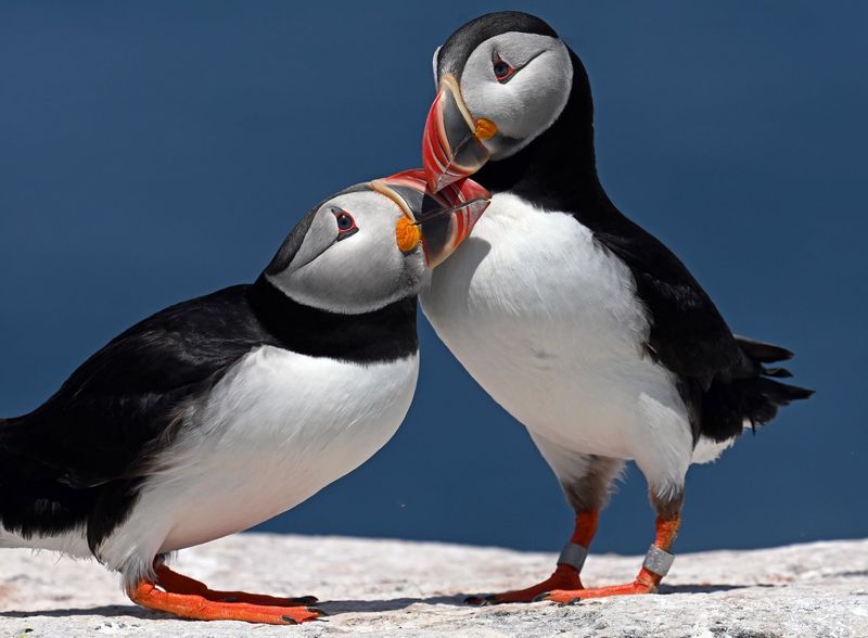 Puffins Use Body Language to Communicate