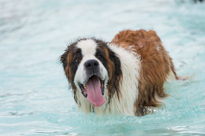 Saint Bernard